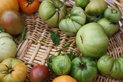 Đệ nhất phu nhân Mỹ thu hoạch khoai - 16