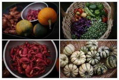 Đệ nhất phu nhân Mỹ thu hoạch khoai - 18