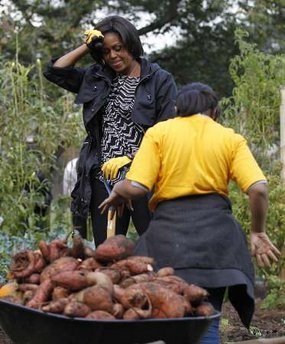 Đệ nhất phu nhân Mỹ thu hoạch khoai - 9