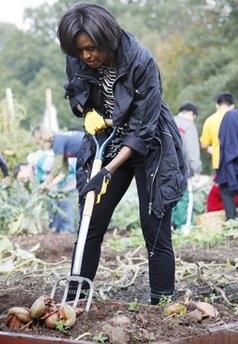 Đệ nhất phu nhân Mỹ thu hoạch khoai - 3