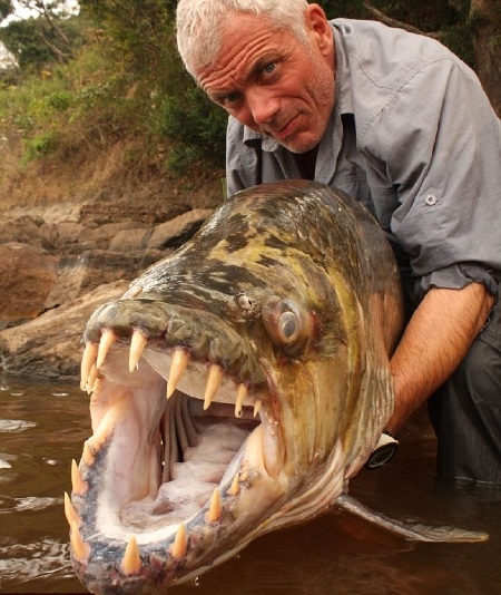 Peguei um peixe gigante com dentes afiados - 1