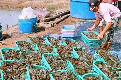 Có khả năng thắng vụ kiện tôm ở WTO - 1