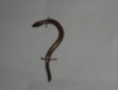 Xuất hiện rắn 4 chân tại Nghệ An - 1