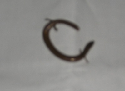 Xuất hiện rắn 4 chân tại Nghệ An - 2