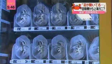 Lạ đời máy bán cua sống tự động - 2 Lạ đời máy bán cua sống tự động - 2
