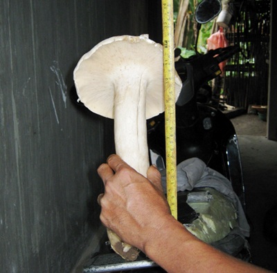 Phú Yên: Phát hiện cây nấm mối lớn bất thường - 1