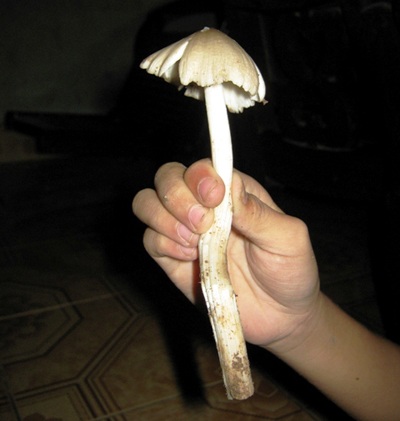 Phú Yên: Phát hiện cây nấm mối lớn bất thường - 2