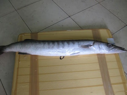 Ăn cá nhồng, 17 người phải cấp cứu - 1 Ăn cá nhồng, 17 người phải cấp cứu - 1