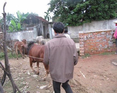 Ghé thăm một phiên chợ trâu bò độc đáo - 2