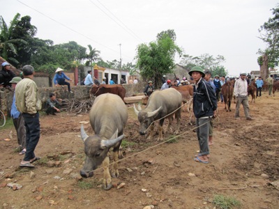 Ghé thăm một phiên chợ trâu bò độc đáo - 3