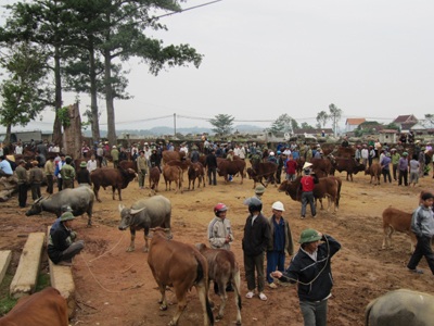 Ghé thăm một phiên chợ trâu bò độc đáo - 6