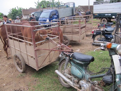 Ghé thăm một phiên chợ trâu bò độc đáo - 8