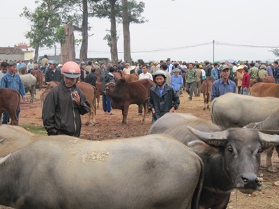 Ghé thăm một phiên chợ trâu bò độc đáo - 4