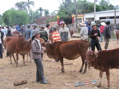 Ghé thăm một phiên chợ trâu bò độc đáo - 5