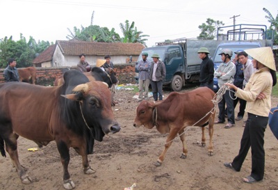 Ghé thăm một phiên chợ trâu bò độc đáo - 7
