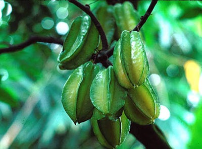 Cu tí về quê - 1 Cu tí về quê - 1
