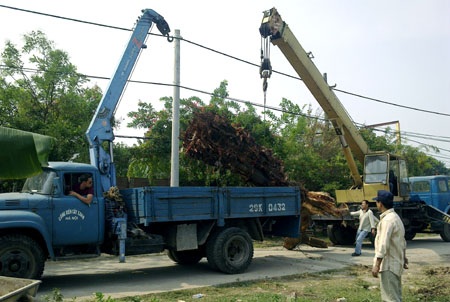 Ai đứng sau vụ “bứng” trộm cây bồ đề cổ thụ? - 1 Ai đứng sau vụ “bứng” trộm cây bồ đề cổ thụ? - 1