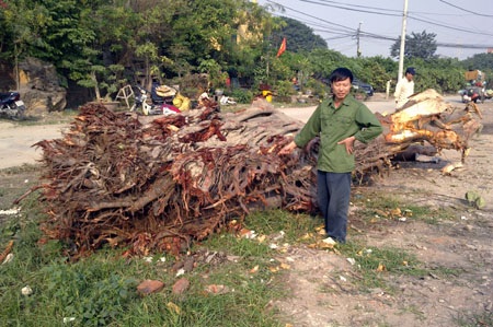Tìm thấy cây bồ đề cổ thụ tại chợ 19-12 bị “bứng” mất - 1 Tìm thấy cây bồ đề cổ thụ tại chợ 19-12 bị “bứng” mất - 1