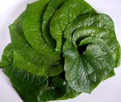 Lá lốt trị nhiều chứng bệnh - 1 Lá lốt trị nhiều chứng bệnh - 1