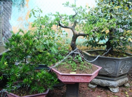 Liên tiếp những vụ trộm cây cảnh quý trăm triệu - 5 Liên tiếp những vụ trộm cây cảnh quý trăm triệu - 5