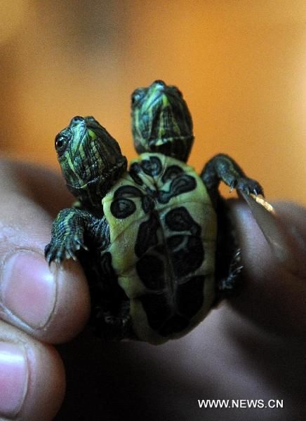 Rùa hai đầu bé bằng đồng xu - 3 Rùa hai đầu bé bằng đồng xu - 3