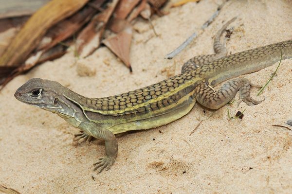 Phát hiện loài thằn lằn sinh sản vô tính mới tại Việt Nam - 1 Phát hiện loài thằn lằn sinh sản vô tính mới tại Việt Nam - 1