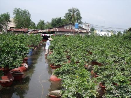 Nước mắt trôi theo triều cường - 4