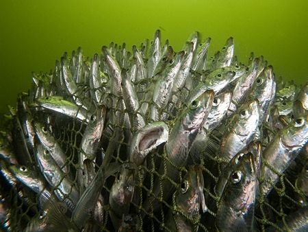 Ảnh đại dương đẹp nhất trong năm - 10 Ảnh đại dương đẹp nhất trong năm - 10