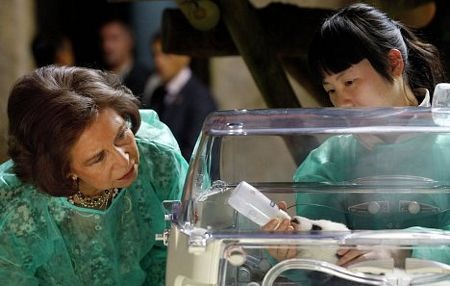 Hoàng hậu Tây Ban Nha chăm gấu trúc - 2