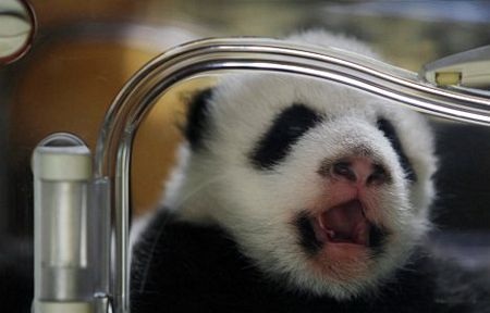 Hoàng hậu Tây Ban Nha chăm gấu trúc - 6