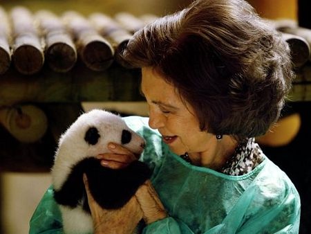 Hoàng hậu Tây Ban Nha chăm gấu trúc - 3