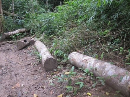 Dân thảnh thơi đốn cây xẻ gỗ, kiểm lâm “không nỡ bắt” - 10