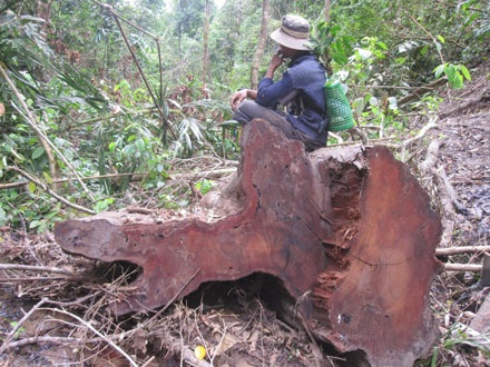 Dân thảnh thơi đốn cây xẻ gỗ, kiểm lâm “không nỡ bắt” - 11
