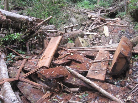 Dân thảnh thơi đốn cây xẻ gỗ, kiểm lâm “không nỡ bắt” - 12