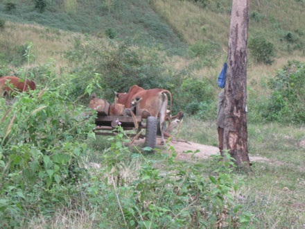 Dân thảnh thơi đốn cây xẻ gỗ, kiểm lâm “không nỡ bắt” - 2