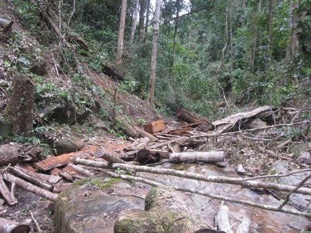 Dân thảnh thơi đốn cây xẻ gỗ, kiểm lâm “không nỡ bắt” - 3