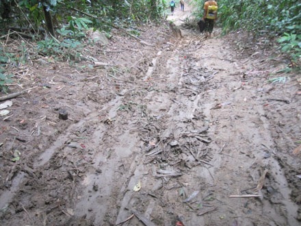 Dân thảnh thơi đốn cây xẻ gỗ, kiểm lâm “không nỡ bắt” - 4