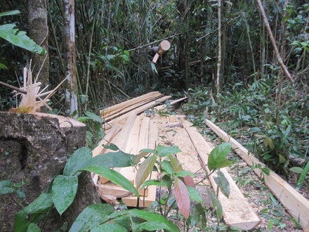 Dân thảnh thơi đốn cây xẻ gỗ, kiểm lâm “không nỡ bắt” - 5