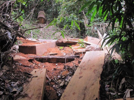 Dân thảnh thơi đốn cây xẻ gỗ, kiểm lâm “không nỡ bắt” - 6