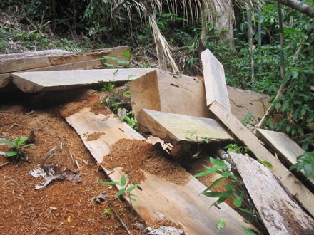 Dân thảnh thơi đốn cây xẻ gỗ, kiểm lâm “không nỡ bắt” - 7