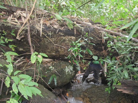 Dân thảnh thơi đốn cây xẻ gỗ, kiểm lâm “không nỡ bắt” - 8