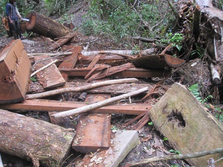 Dân thảnh thơi đốn cây xẻ gỗ, kiểm lâm “không nỡ bắt” - 9