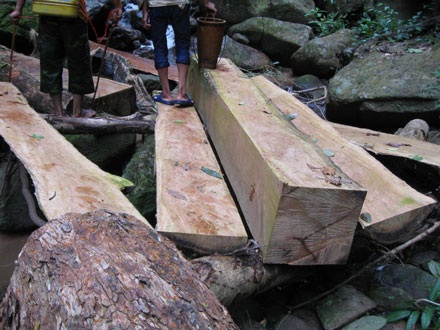 Dân thảnh thơi đốn cây xẻ gỗ, kiểm lâm “không nỡ bắt” - 13
