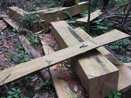 Dân thảnh thơi đốn cây xẻ gỗ, kiểm lâm “không nỡ bắt” - 1