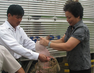 Tặng 250 con lợn cho bà sau lũ - 1