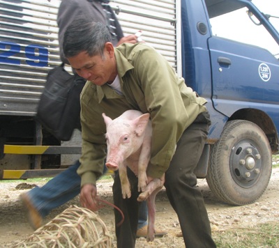 Tặng 250 con lợn cho bà sau lũ - 3