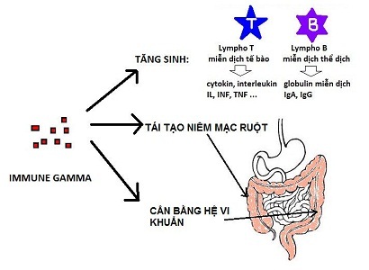 Immune-gamma: Cách tiếp cận mới trong điều trị viêm đại tràng - 2 Immune-gamma: Cách tiếp cận mới trong điều trị viêm đại tràng - 2