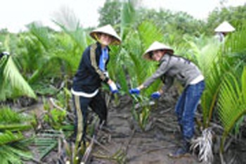 Sinh viên Nhật Bản góp phần "cứu" rừng đước Việt Nam - 1 Sinh viên Nhật Bản góp phần "cứu" rừng đước Việt Nam - 1