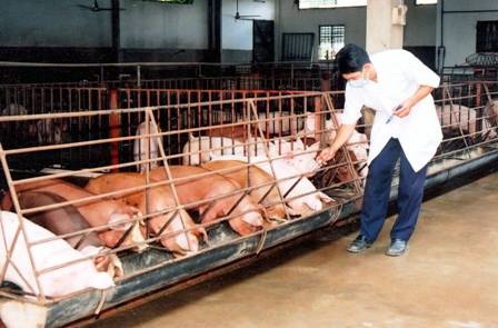 Siết chặt phòng dịch, bảo vệ đàn heo cho dịp Tết - 1 Siết chặt phòng dịch, bảo vệ đàn heo cho dịp Tết - 1