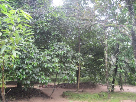 Độc đáo nhà vườn An Hiên - 6 Độc đáo nhà vườn An Hiên - 6